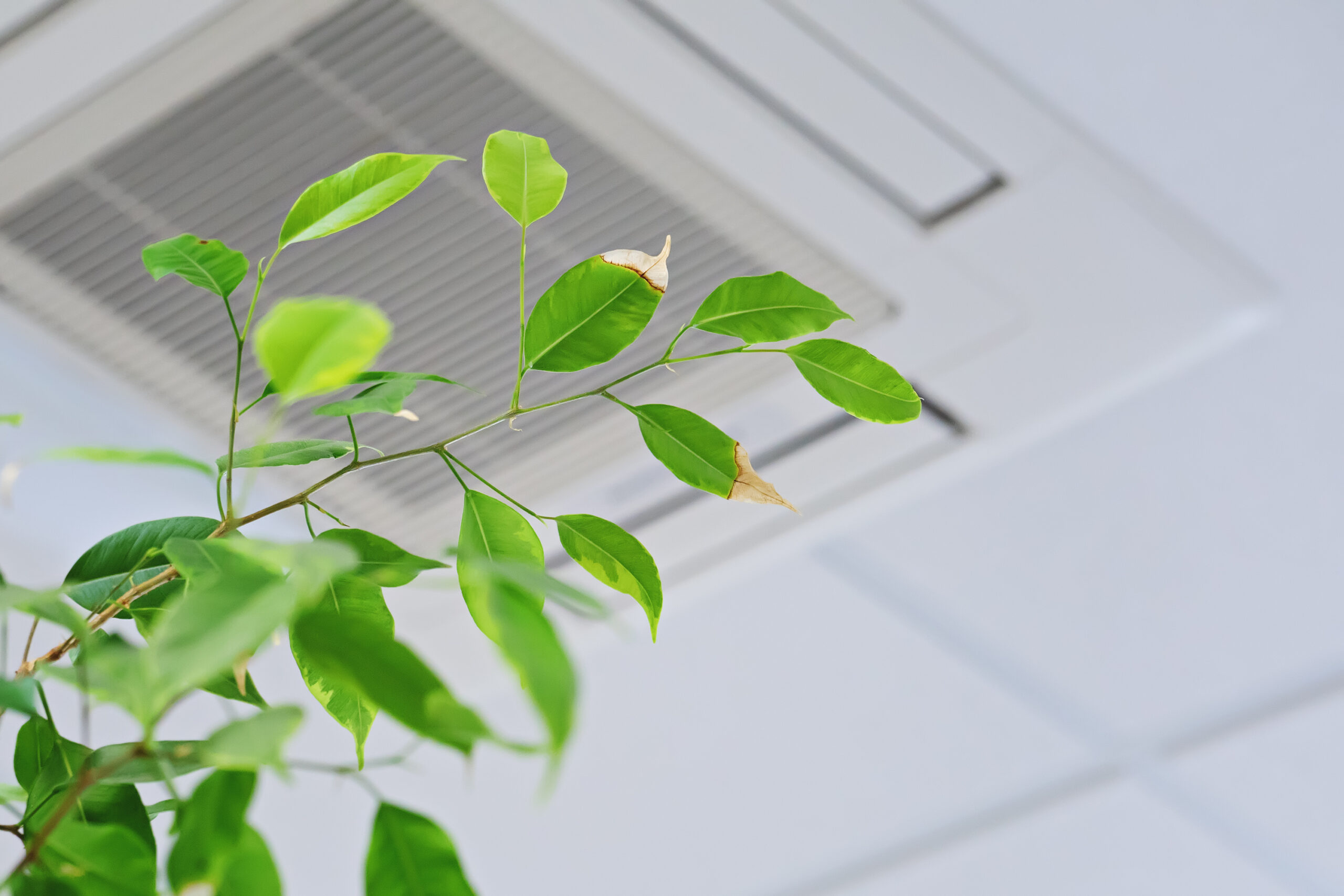 Ficus green leaves on the background of ceiling air conditioner