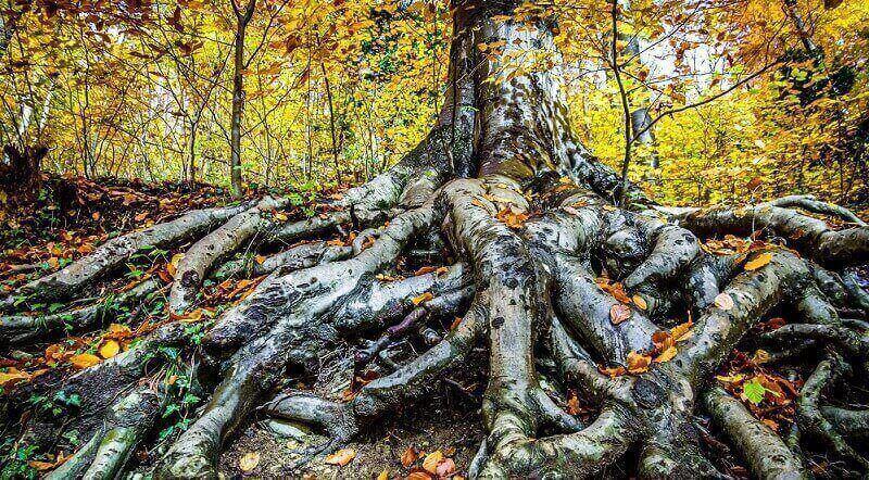 tree with massive roots